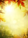 Autumn leaves backgrounds Royalty Free Stock Photo