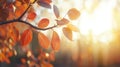 Autumn Leaves Backlit by Warm Royalty Free Stock Photo