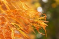 Autumn leaves of bald cypress. Taxodium distichum Royalty Free Stock Photo