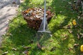 Autumn leaves in a basket. Royalty Free Stock Photo