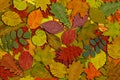 Bright autumn leaves on a white background Royalty Free Stock Photo