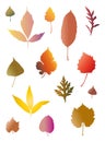 Autumn leaves beautiful colored template. Royalty Free Stock Photo