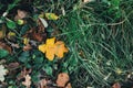 Autumn Leaves. Beautiful Fall Yellow Leaves In Green Grass On Ground In Forest, Top View. Autumnal Background. Oak  Leaf