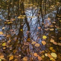 Autumn Leaves in Water Vierhouten