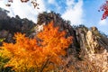 Autumn leaves in Bei Jiu Shui trail, Laoshan Mountain, Qingdao, China. Royalty Free Stock Photo