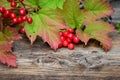 Autumn leaves and berries Royalty Free Stock Photo