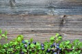 Autumn leaves and berries Royalty Free Stock Photo