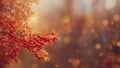 Autumn leaves and berries decorate beautiful natural bokeh background, panorama wide format