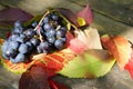 Autumn leaves and berries grapes Royalty Free Stock Photo