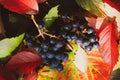 Autumn leaves and berries grapes Royalty Free Stock Photo