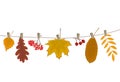 Autumn leaves and berries hang on the clothesline