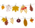 Autumn leaves and berries hang on the clotheslines. There are leaves of maple, oak, birch, rowan and other trees