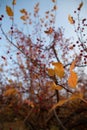 Autumn leaves and berries on a hawthorn tree branch against the blue sky Royalty Free Stock Photo