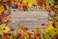 Autumn leaves, berries, nuts and hops in the background Royalty Free Stock Photo