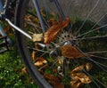 Autumn leaves in a bike wheel