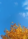 Autumn leaves with the blue sky backgroun, Yellow autumn foliage in front of could sky. Bright orange leaves in fall season blank