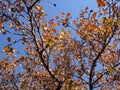 Autumn leaves with the blue sky background Royalty Free Stock Photo