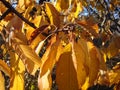 Autumn leaves with the blue sky background Royalty Free Stock Photo
