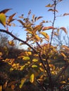 Autumn leaves with the blue sky background Royalty Free Stock Photo