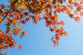 Autumn leaves with blue sky background Royalty Free Stock Photo