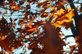 Autumn leaves blue sky blur background. Autumn sunlight. Orange leaves sunlight. October nature sunny landscape Royalty Free Stock Photo