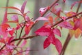 Red autumn leaves of the Blueberry plant, Vaccinium `Patriot`, close-up, green background