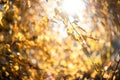 Autumn leaves with blurred trees . Fall blurry background Royalty Free Stock Photo