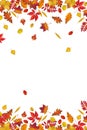 Autumn leaves border isolated on white background Royalty Free Stock Photo