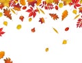 Autumn leaves border isolated on white background Royalty Free Stock Photo