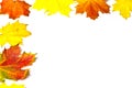 Autumn leaves border on white background Royalty Free Stock Photo