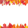 Autumn leaves border on white background. Colorful fall leaves, berries and nuts composition Royalty Free Stock Photo