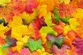 Autumn Leaves Border