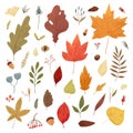 Botanical autumn collection. Seasonal set of hand drawn colorful fallen leaves, twigs, berries, acorns, forest mushrooms, tree bra Royalty Free Stock Photo