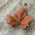 Autumn leaves at botanical garden Royalty Free Stock Photo