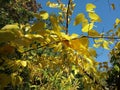 Autumn leaves at botanical garden - Macea, Arad county, Romania