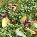 Autumn leaves at botanical garden - Macea, Arad county, Romania Royalty Free Stock Photo