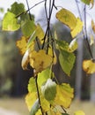 Autumn leaves on branch birch. Yellow and green leaves