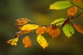 Autumn leaves on a branch in a forest.