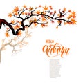 Autumn leaves branch