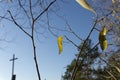 Autumn leaves on the branches of a tree and cross