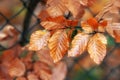 Autumn leaves on the branches of a tree in the forest. Royalty Free Stock Photo