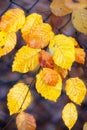 Autumn leaves on the branches of a tree in the forest. Royalty Free Stock Photo