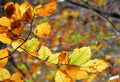 Autumn leaves in bright colors Royalty Free Stock Photo