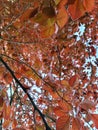 An autumn leaves bright kaleidoscope