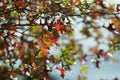 Autumn leaves - bright red autumn leaves on a tree in Macedon Ranges