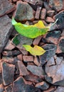 autumn leaves on broken roof tiles Royalty Free Stock Photo