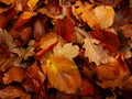 Autumn leaves. Brown. orange, red. Water drop. Folliage