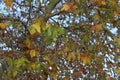 Red yellow, brown and green autumn leaves Royalty Free Stock Photo