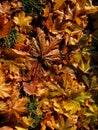 Autumn leaves