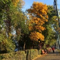 Autumn leaves in Bucharest